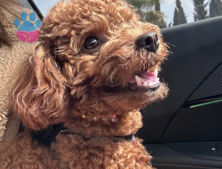 Oğluma eş arıyorum