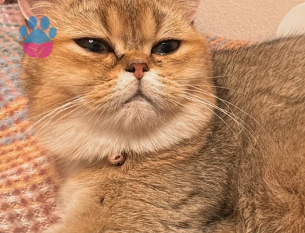 Dişi kedim için eş arıyorum