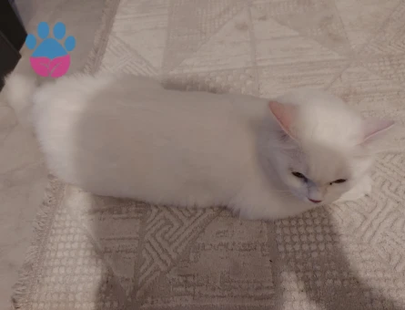 Ankara kedisi 1.5 yaşında eş arıyoruz