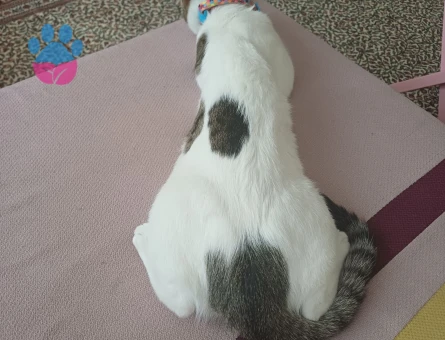 Tekir 1 Yaşında Kedim Eş Arıyor