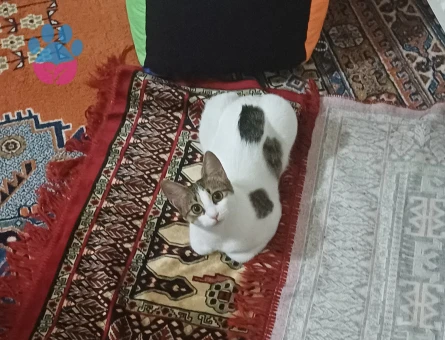 Tekir 1 Yaşında Kedim Eş Arıyor