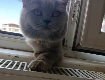 1 Yaşında British Longhair Eş Arıyor - 118984106