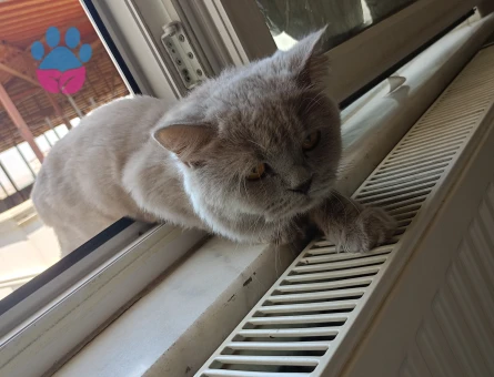 1 Yaşında British Longhair Eş Arıyor