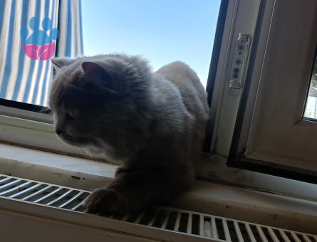 1 Yaşında British Longhair Eş Arıyor