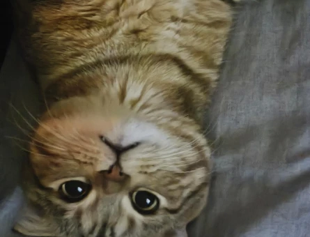 Scottish Fold Erkek kedime dişi kedi arıyorum - 118984108