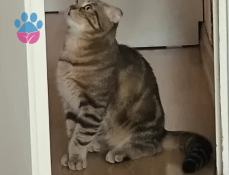Scottish Fold Erkek kedime dişi kedi arıyorum