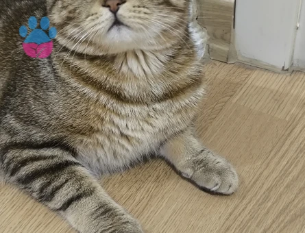 Scottish Fold Erkek kedime dişi kedi arıyorum