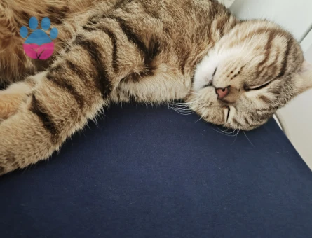 Scottish Fold Erkek kedime dişi kedi arıyorum