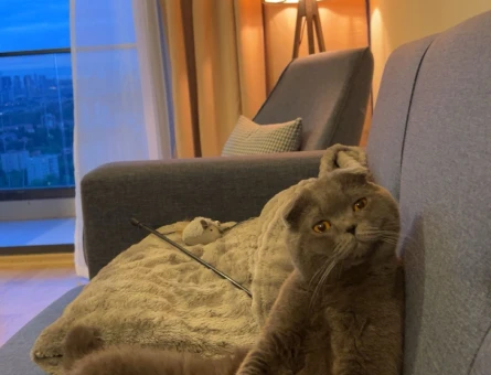 Scottish Fold 1 Yaşında Kedim Eş Arıyor - 118984111