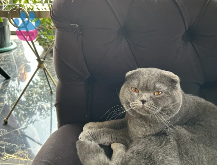 Scottish Fold 1 Yaşında Kedim Eş Arıyor