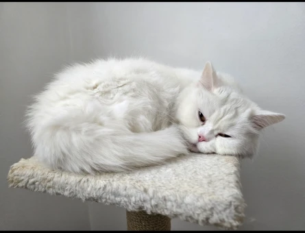 British longhair  dişi 1.5 Yaşında Eş Arıyor kızanda - 118984112