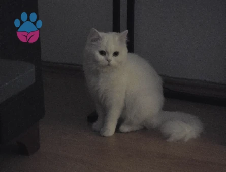 British longhair  dişi 1.5 Yaşında Eş Arıyor kızanda