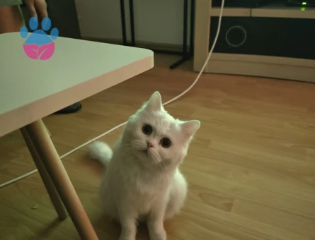 British longhair  dişi 1.5 Yaşında Eş Arıyor kızanda