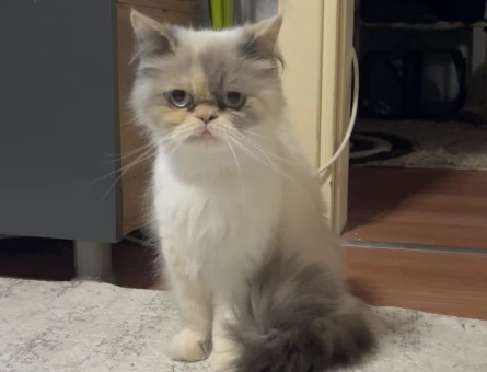 Exotic Shorthair Kızıma eş arıyorum - 118984114