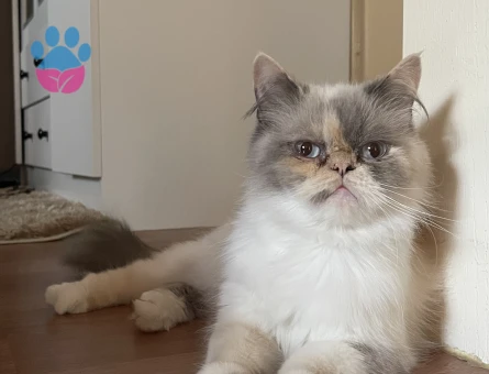 Exotic Shorthair Kızıma eş arıyorum