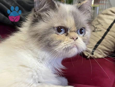 Exotic Shorthair Kızıma eş arıyorum