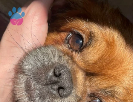 7 yaşındaki oğluma eş arıyorum