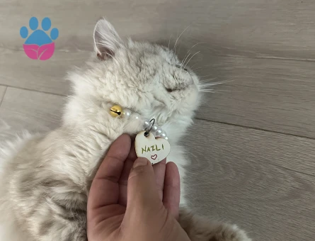 1 yaşında chincilla kedime erkek kedi arıyorum