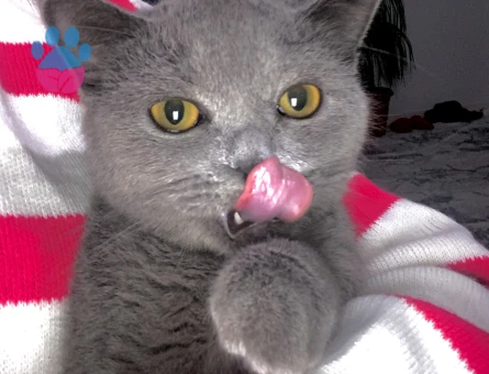 Kızım için eş arıyorum