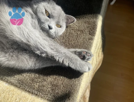 Kızım için eş arıyorum