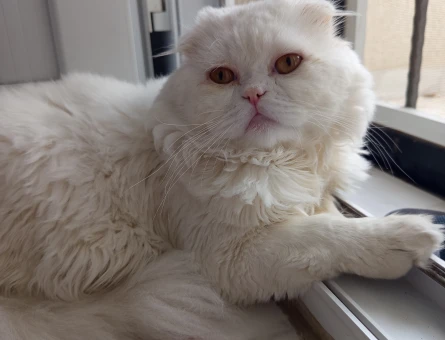 Scottish Fold Toby 1 yaşında - 118984427
