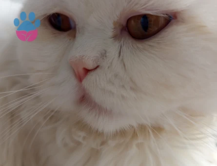 Scottish Fold Toby 1 yaşında