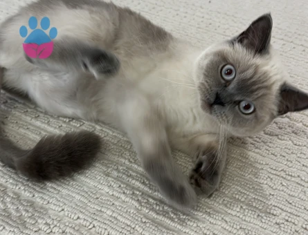 Blue Point British Shorthair Dişi Kedimize Eş Arıyoruz - 118984428