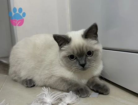 Blue Point British Shorthair Dişi Kedimize Eş Arıyoruz