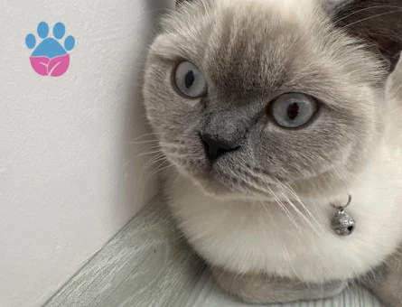 Blue Point British Shorthair Dişi Kedimize Eş Arıyoruz