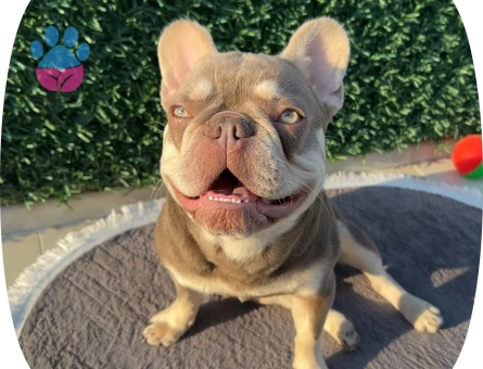 French Bulldog Yakışıklı Oğlum Eş Arıyor