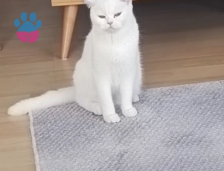 Beyaz British Shorthair 2 Yaşında Eş Arıyor