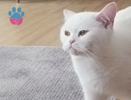 Beyaz British Shorthair 2 Yaşında Eş Arıyor