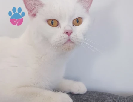 Beyaz British Shorthair 2 Yaşında Eş Arıyor