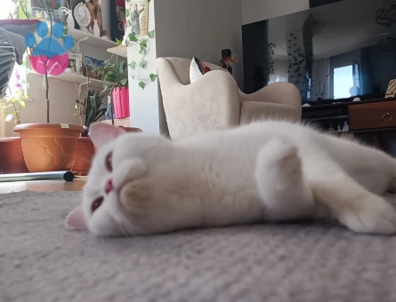 Beyaz British Shorthair 2 Yaşında Eş Arıyor
