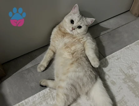 1 Yaşında British Shorthair kedimizde erkek eş arıyoruz.