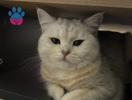 1 Yaşında British Shorthair kedimizde erkek eş arıyoruz.