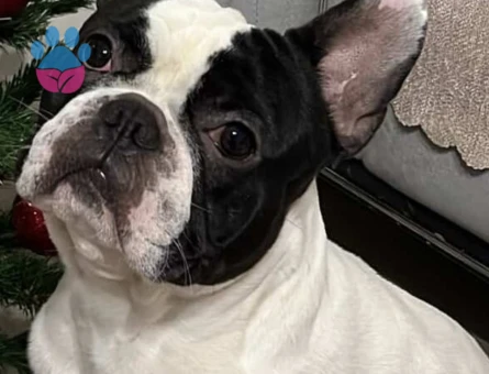 Frrench Bulldog Dişi Köpeğim Eş Arıyor