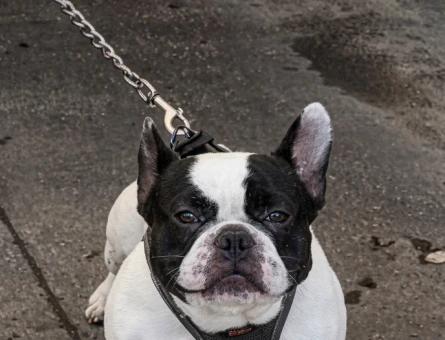 Frrench Bulldog Dişi Köpeğim Eş Arıyor - 118984433