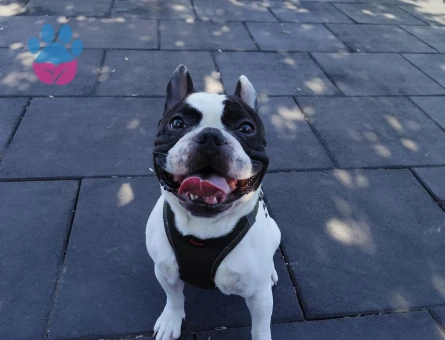 Frrench Bulldog Dişi Köpeğim Eş Arıyor