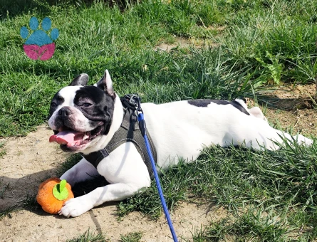 Frrench Bulldog Dişi Köpeğim Eş Arıyor