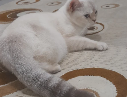 british shorthair 1 yaşında Dişi Kızgınlıkta - 118984434