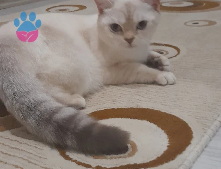 british shorthair 1 yaşında Dişi Kızgınlıkta