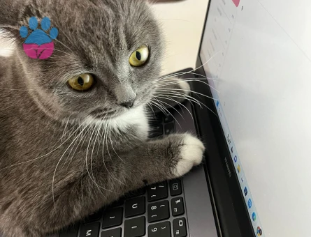 BRİTİSH SHORTHAİR KIZIM EŞ ARIYOR