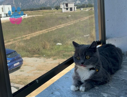 BRİTİSH SHORTHAİR KIZIM EŞ ARIYOR