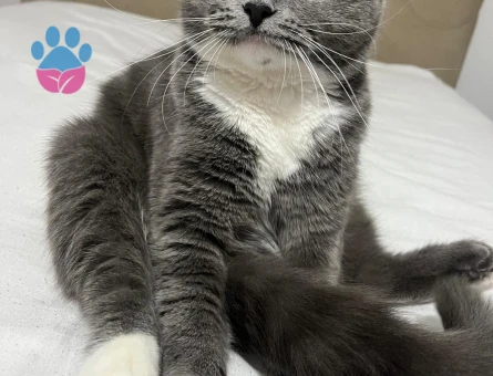 BRİTİSH SHORTHAİR KIZIM EŞ ARIYOR