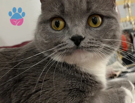 BRİTİSH SHORTHAİR KIZIM EŞ ARIYOR