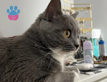 BRİTİSH SHORTHAİR KIZIM EŞ ARIYOR