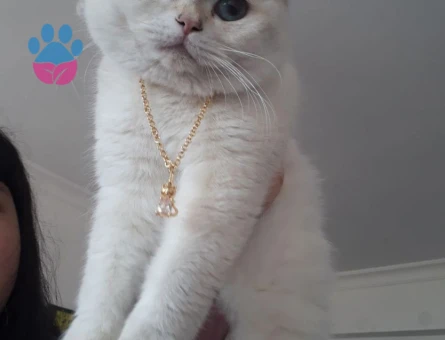 British Shorthair 1 Yaşında Eş Arıyor