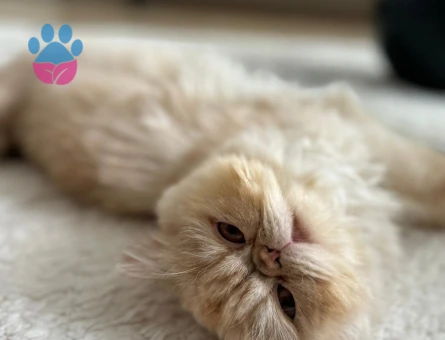 İran Kedisi 11 Aylık Eş Arıyor