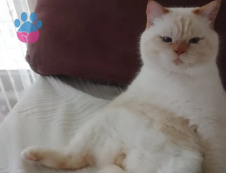 Paşam baba olmak istiyor